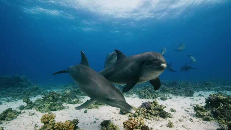The dolphins' intimate knowledge of the reef