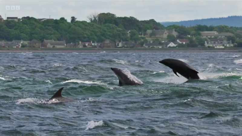 The dolphins only hunt for about an hour