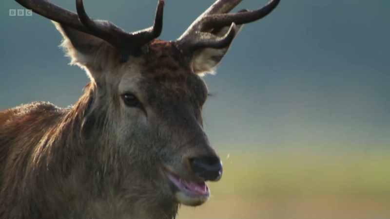 The dominant stag is tired