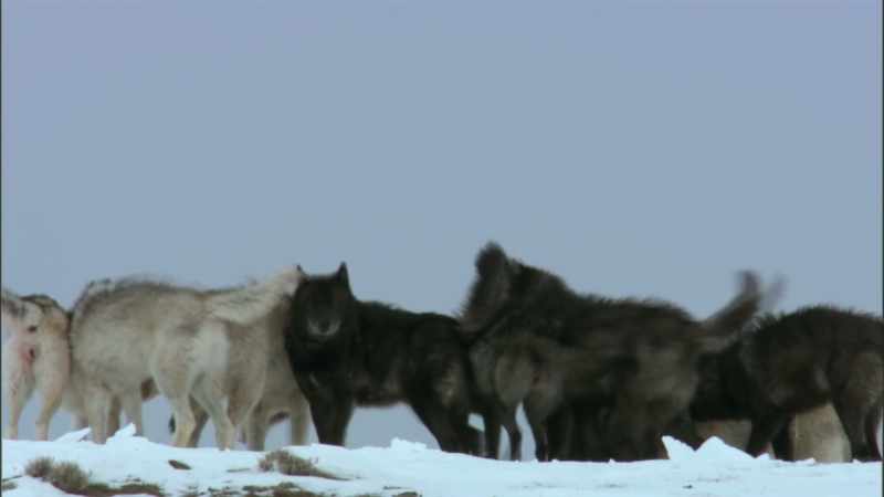 The druid pack once rained supreme in this area