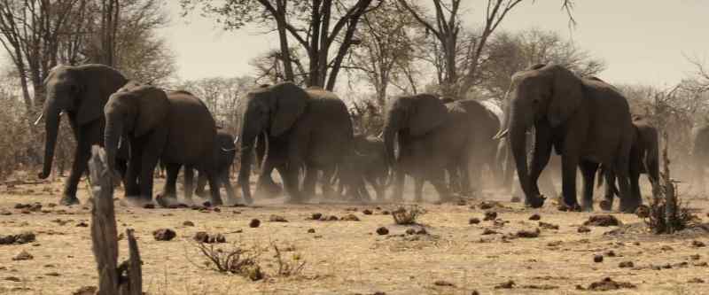 The dry season has drawn herds from far and wide…