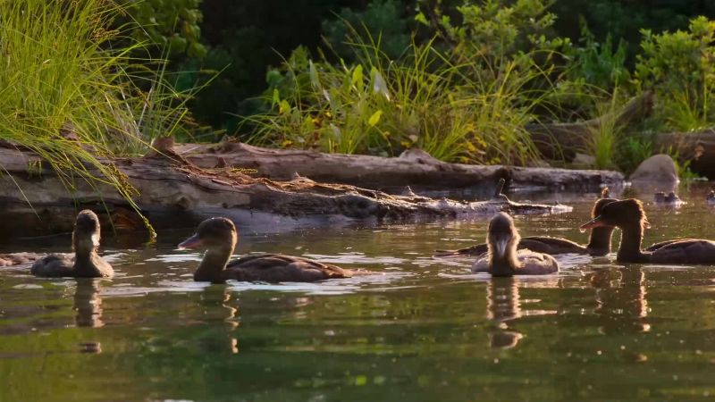 The ducklings have also become agile predators