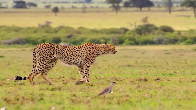 The Earth still has sanctuaries