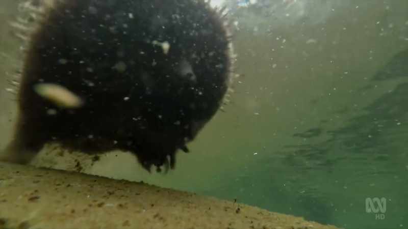 The echidna, Australia's most widespread native mammal