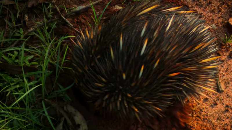 The echidna's only escape is underground