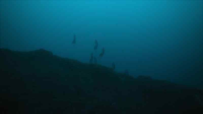 The eggs must be laid in the shallows