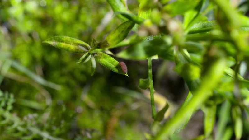 The eggs soon hatch into caterpillars