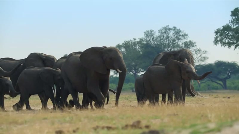 'The elephants can spread out