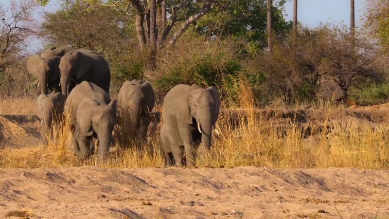 The elephants have reached their river