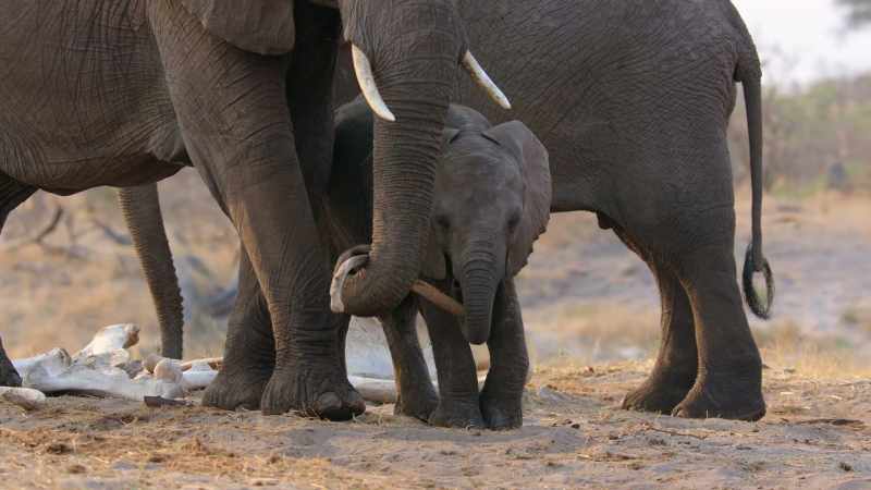 The elephants just would, picking up the bones