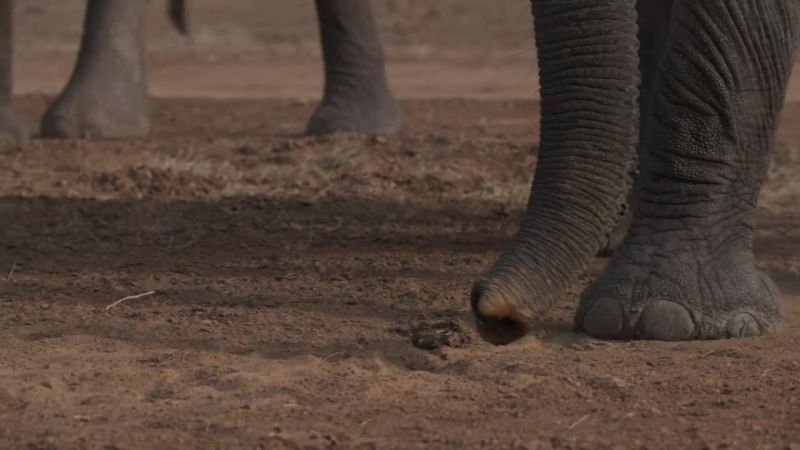 The elephants know it's coming