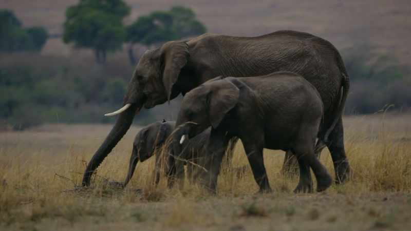 The elephants parent at least as long as we do
