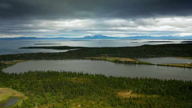 The energy from the salmon moves through the ecosystem