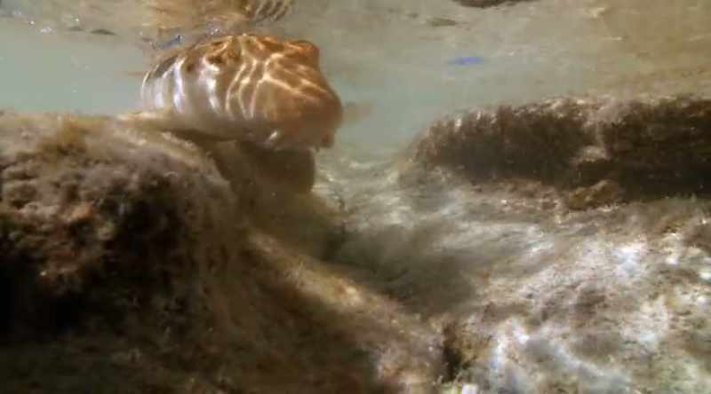The epaulette shark may be different from a great white