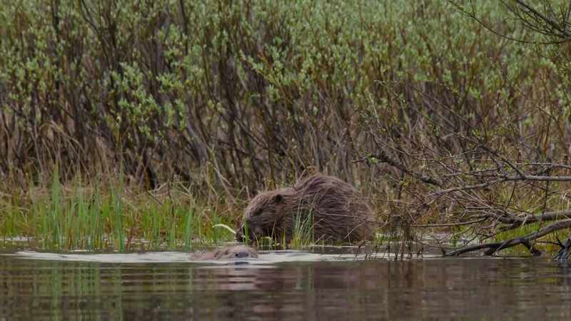 The Eurasian beaver