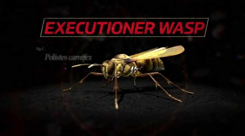 The executioner wasp, polistes carnifex