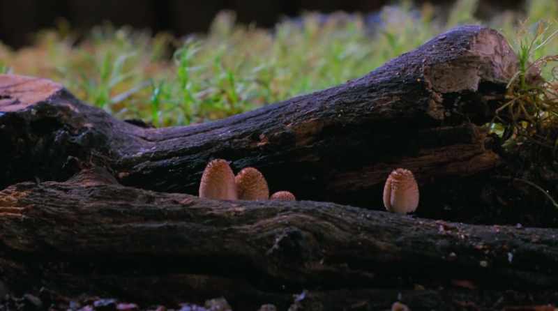 The fact that we lack the language skills to communicate with nature