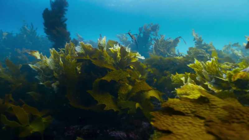 The fathers return to the tangle of kelp