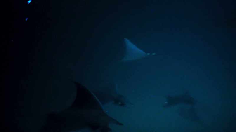 The feasting rays swim through them