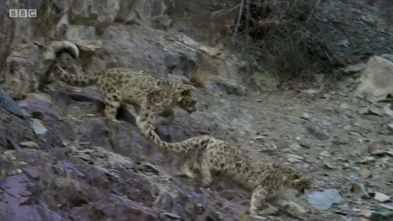 The female moves to escape and protect her cub