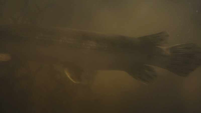 The ferocious three-foot-long garfish