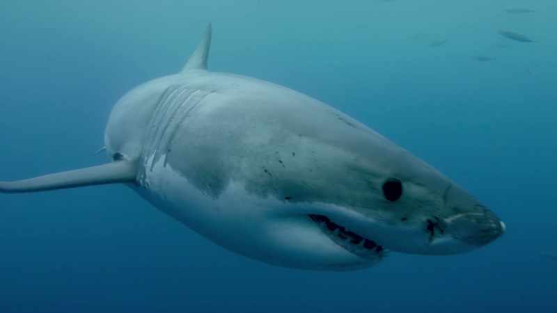 The film, Sharkwater