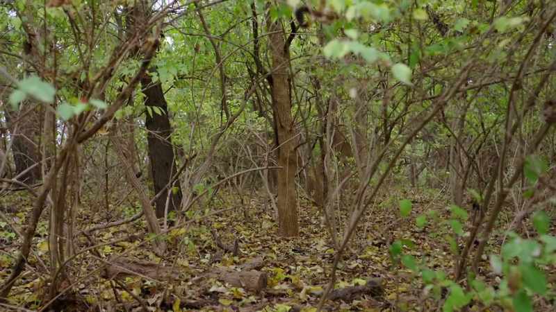 The final ping on her phone was in a wooded area