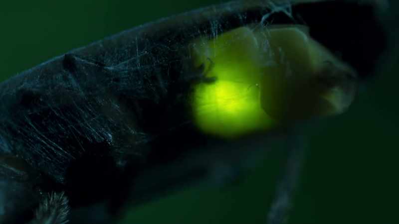 The firefly continues to glow, even in death