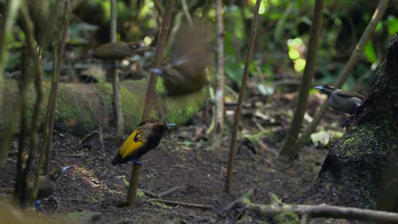 The first to appear are all young males