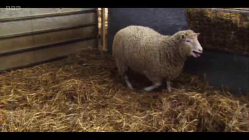The first ever thing to be cloned was Dolly the sheep