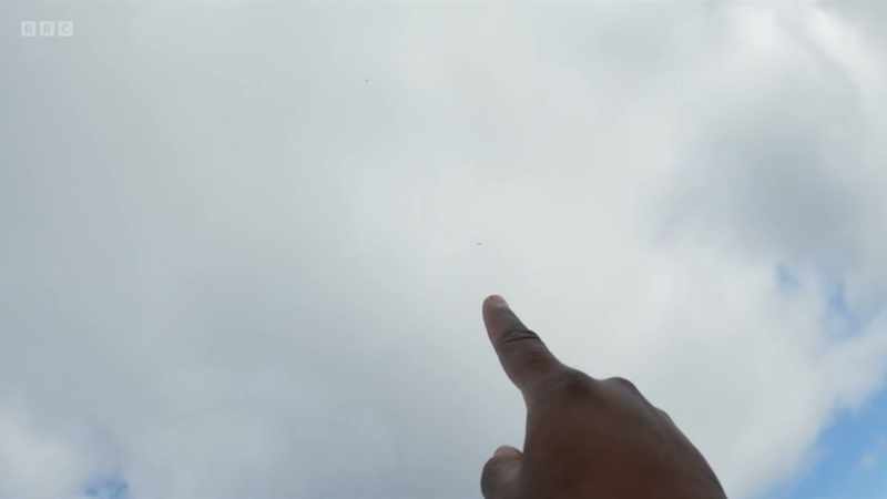 The first golden eagle has been spotted