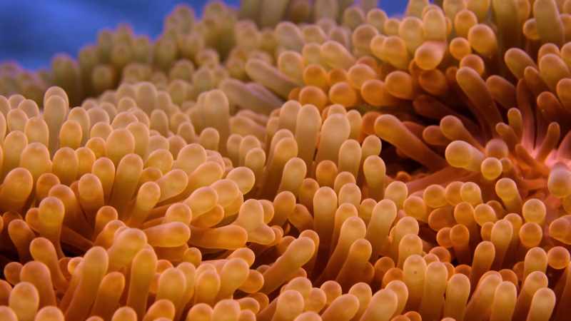 The first thing that comes to my mind is an anemone and a clownfish
