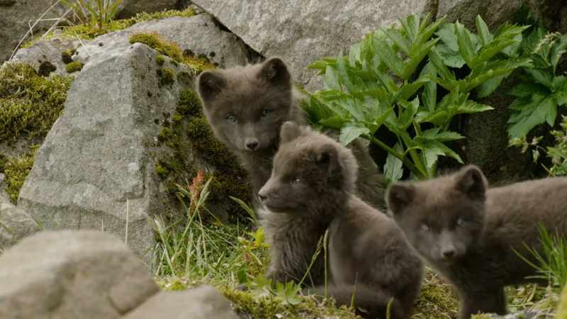 The first tiny pups, as black as coal, start to emerge