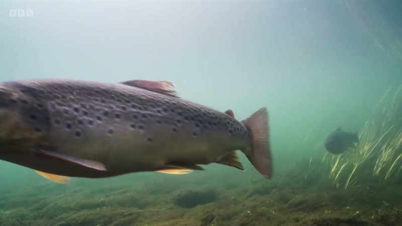 The fish below are the first to notice this springtime bonanza