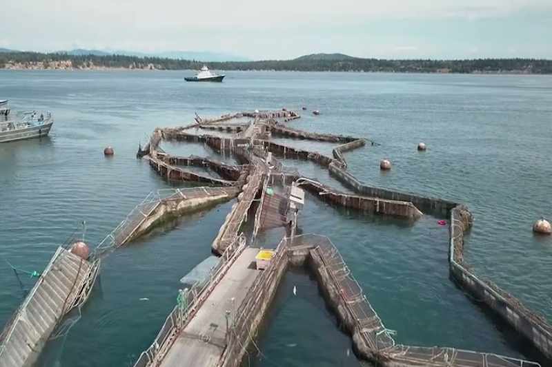 The fish that escaped are Atlantic salmon