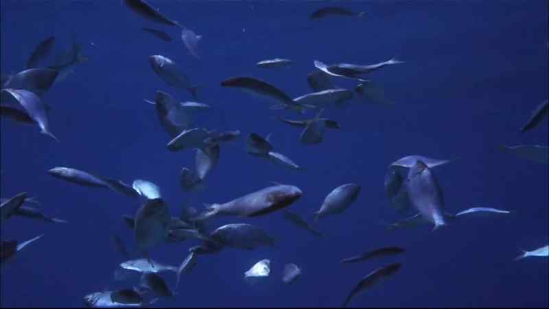 The fish were poisoned by the plague
