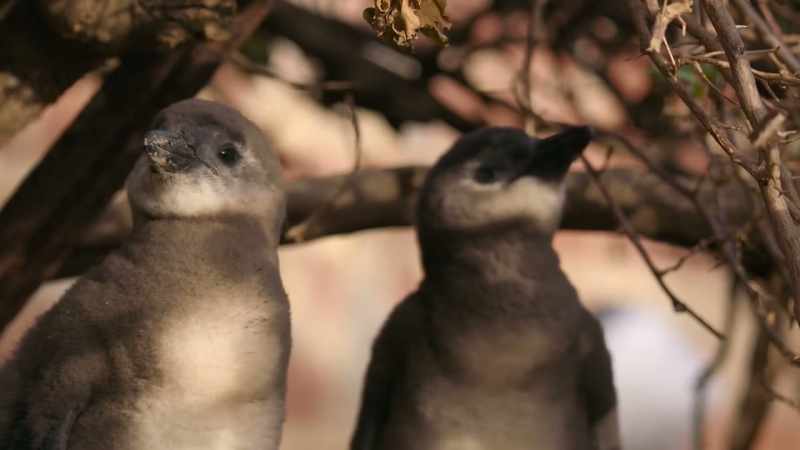 The fledglings have slowed their roll