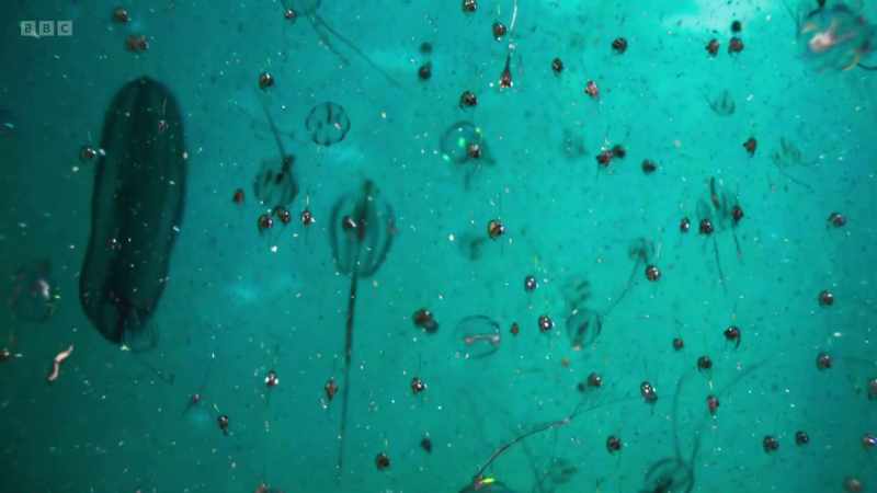 The floating plants support a great community of tiny floating animals