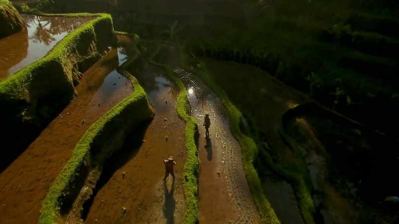 The flooded soil loses oxygen, and then tiny