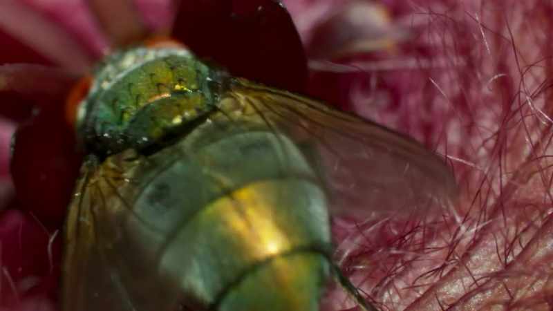 the flower tempts a tiny sack of pollen to its proboscis
