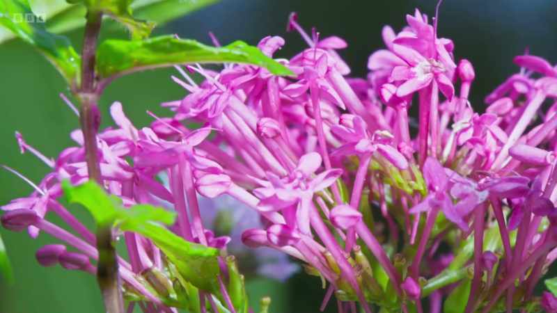 The flowers of red valerian, for instance