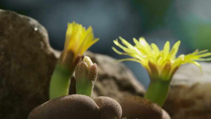 The flowers open and close every 24 hours