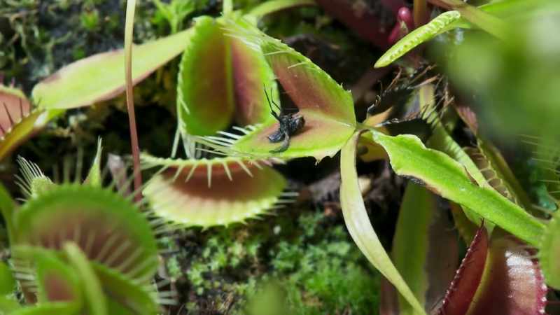 The Flytrap now has enough energy to produce flowers