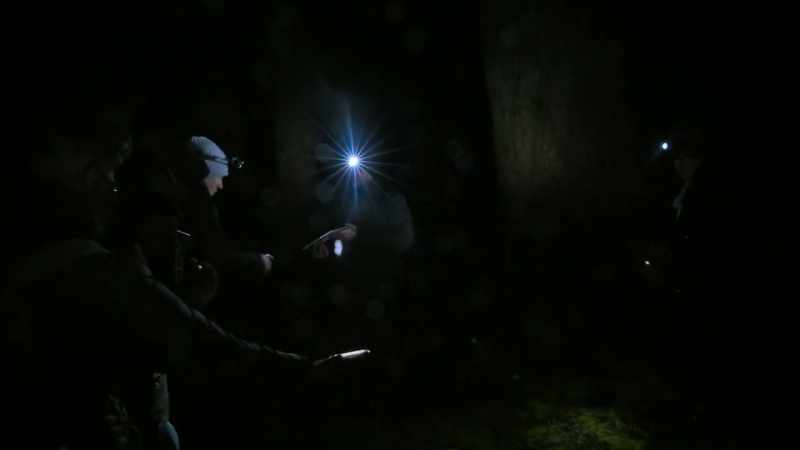 The forest has come alive with activity