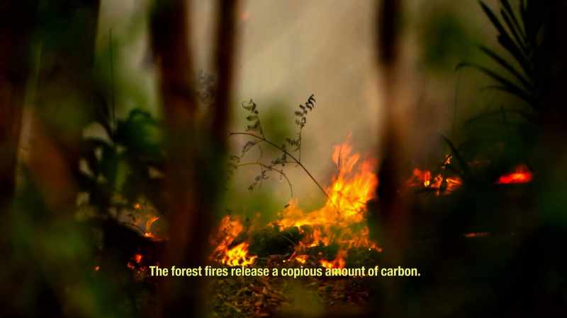 THE FOREST FIRES RELEASE A COPIOUS AMOUNT OF CARBON