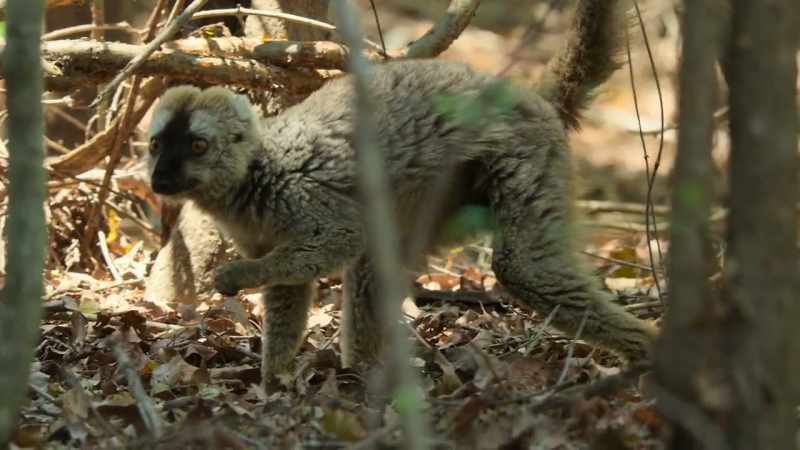 The forest even has its own specialized lemur hunter