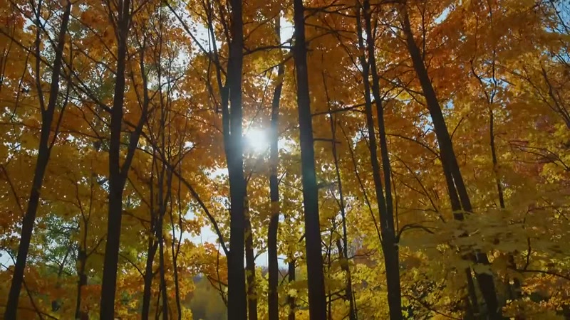 'The forest is preparing to hibernate