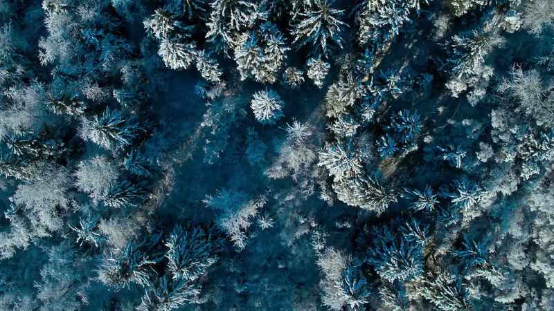 The forests are a crucial refuge