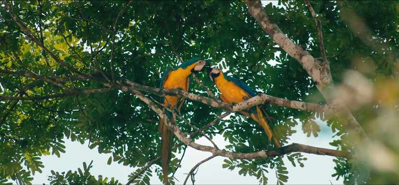 The forests are not only home to millions