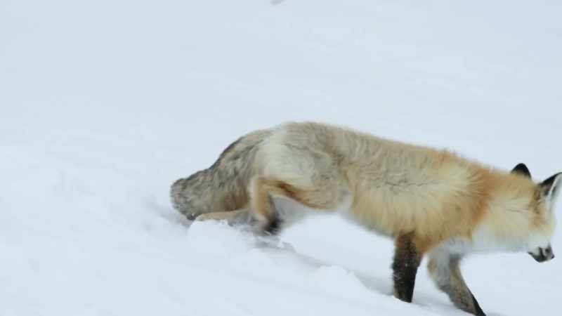 The fox can sense life here